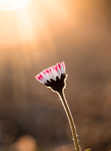 Gänseblume im Licht